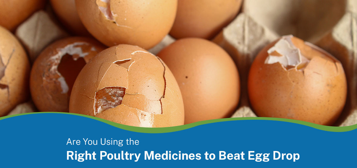 Are You Using the Right Poultry Medicines to Beat Egg Drop Syndrome?