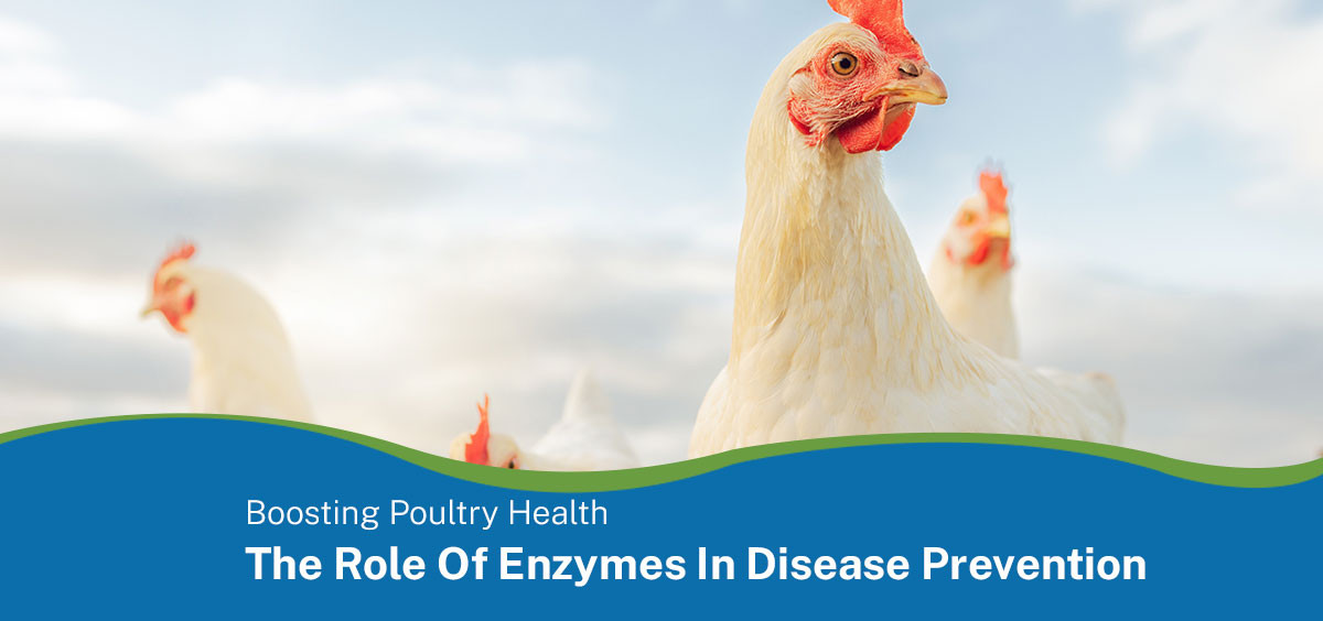 Boosting poultry health: The role of enzymes in disease prevention