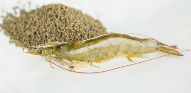 Shrimp Feeds