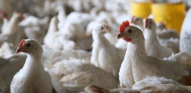 Poultry Medicines