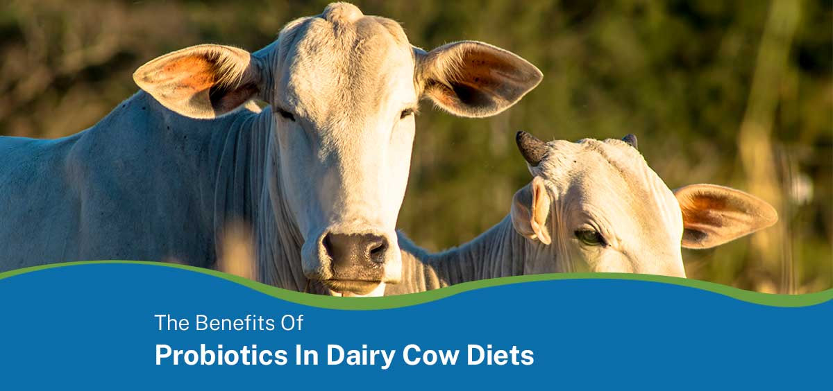 The benefits of probiotics in dairy cow diets