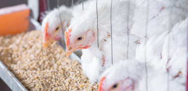 Poultry Feeds